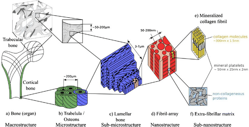 a diagram of multiple scales of bone structure